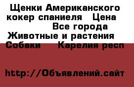 Щенки Американского кокер спаниеля › Цена ­ 15 000 - Все города Животные и растения » Собаки   . Карелия респ.